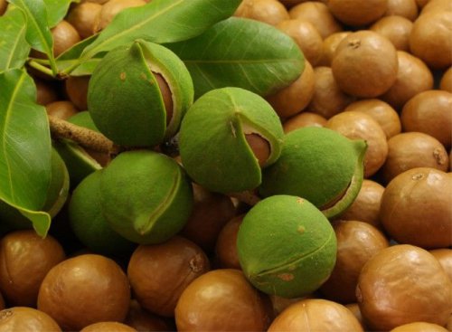 Плоды ореха Макадемия