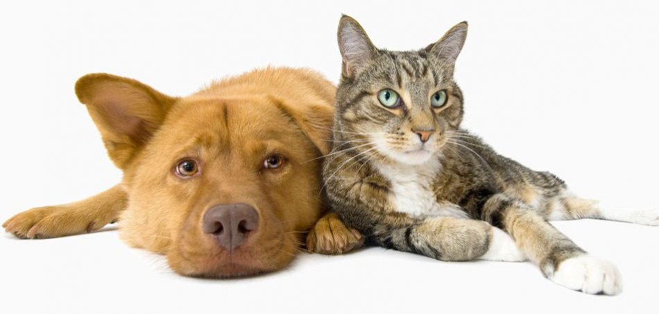 Собака и кошка фото