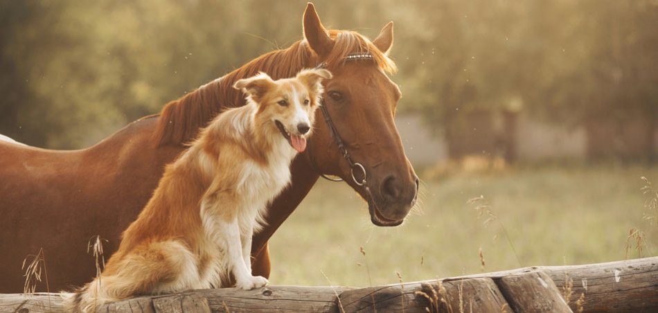 Собака и лошадь фото