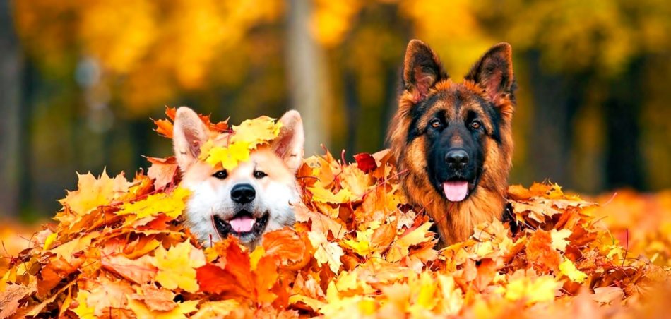 Две собаки в опавших листьях