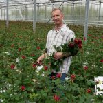 Выращивание роз: способы посадки, уход за розой. Особенности выращивания роз в домашних условиях, в теплицах, на участке