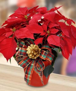 Пуансетия — рождественский цветок