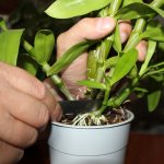 Выращивание орхидей в домашних условиях — оно того стоит! Важные моменты и правила ухода при выращивании комнатной орхидеи