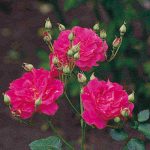 Особенности посадки роз осенью: подбор сорта, подготовка земли, схема. Инструкция по посадке роз осенью для цветоводов-любителей