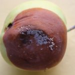 Яблоки гниют на дереве: причины и методы лечения заболеваний. Как бороться с плодовой гнилью на яблоне, чем опрыскать яблоню
