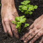Сельдерей корневой: выращивание и уход. Секреты отличного урожая корневого сельдерея – на какие моменты обратить внимание