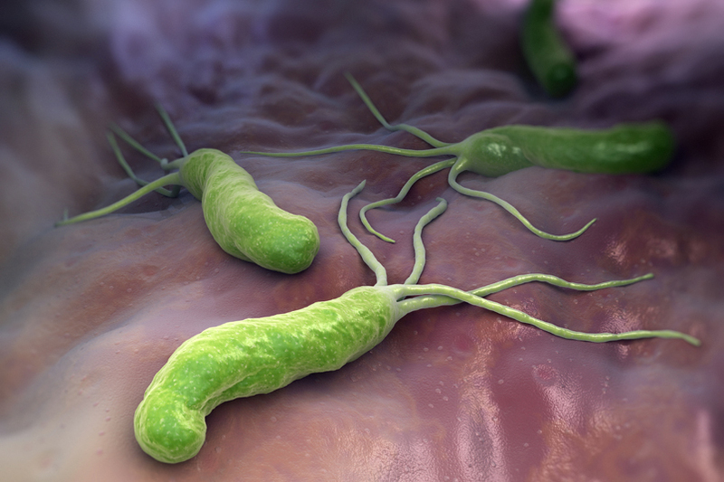 Бактерии Helicobacter pylori любят соленую среду