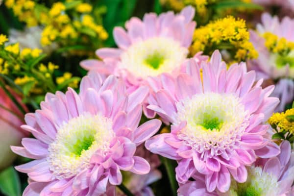 Красивые крупные цветы нежного бледно-фиолетового оттенка