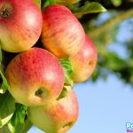 Уход за яблоней весной: что, зачем и как. Зависит ли количество урожая от весеннего ухода за яблоней