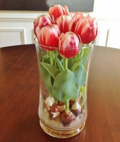 Как сохранить тюльпаны в вазе: способы продолжения жизни срезанных цветов