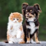 Кошки против собак: кто же умнее?
