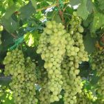 Выращивание винограда: посадка, уход, борьба с вредителями. Советы опытных садоводов по выращиванию винограда