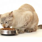 Как перевести котенка на сухой корм: что для этого нужно делать? Как перевести котенка на сухой корм: процедура перевода
