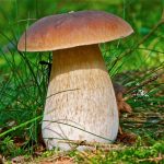 К чему снятся грибы женщине: собирать грибы, готовить грибы, есть грибы? Основные толкования — к чему снятся грибы женщине