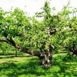 Выращивание яблони Синап: разновидности сортов, их особенности. Советы по уходу за яблоней Синап: правильная посадка сорта, обрезка и подкормки
