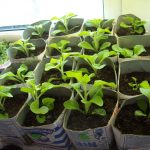 Необходимые условия выращивания петунии. Как вырастить роскошные экземпляры петуний в своём саду, где их лучше разместить