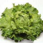 Салат листовой: полезные свойства и особенности состава разных сортов. Применение салата листового с пользой для здоровья и красоты