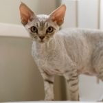 Как безболезненно почистить уши котенку, можно ли использовать ватные палочки? Правила чистки ушей у котёнка в домашних условиях