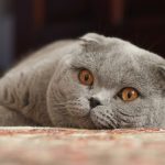 У кошки текут слюни: причины, симптомы, лечение, профилактика. Почему у кошки текут слюни?