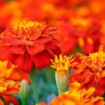 Цветы бархатцы — фото, виды, посадка и уход