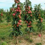 Сорт яблони Богатырь – описание, посадка саженца. Как получить хороший урожай позднеспелой яблони Богатырь на приусадебном участке