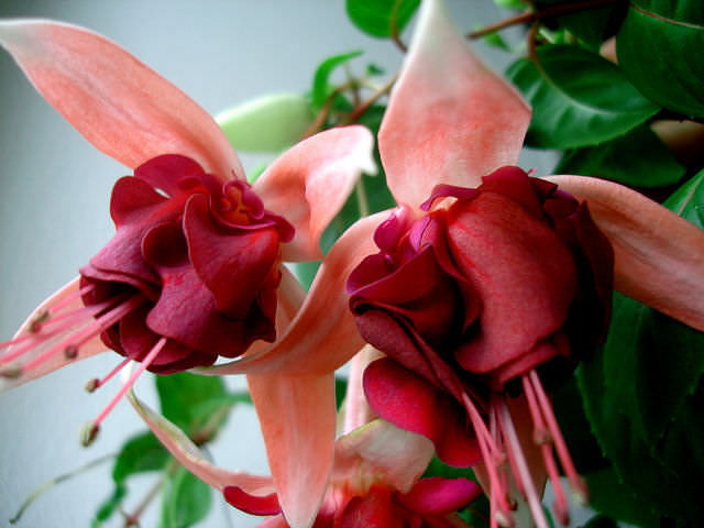 Домашний цветок фуксия Аrmbro Campbell выращивание и уход фото