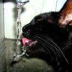 Котенок не пьет воду: причины, почему это происходит? Котенок не пьет воду: что делать, как правильно приучить?