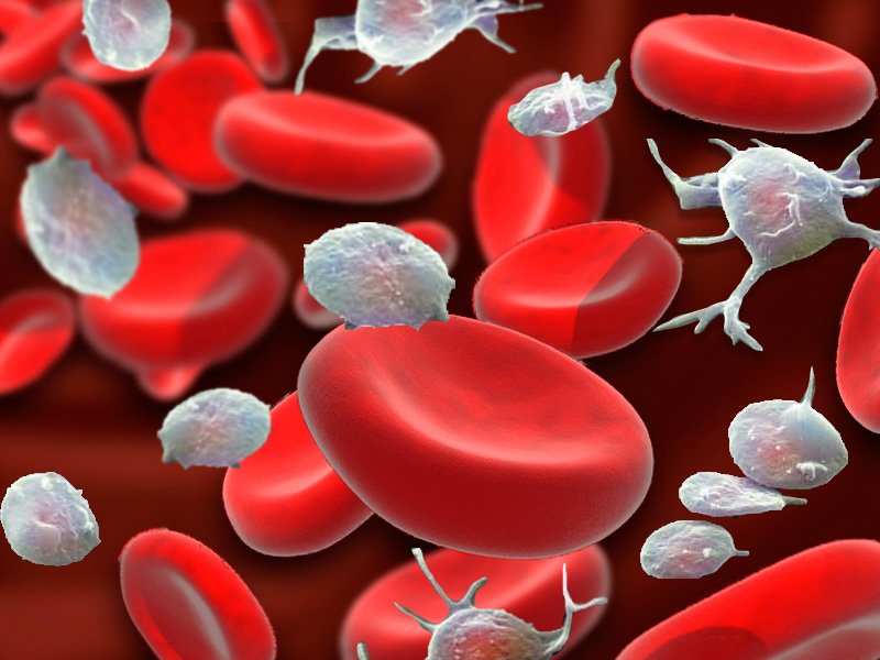 Эритроциты и кровь