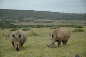 Африканский носорог 
