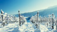 Подготовка винограда к зиме – перечень необходимых работ