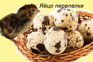 Перепелиные яйца: их польза для здоровья и использование в косметологии и кулинарии