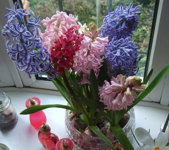 Как ухаживать за цветком гиацинт после цветения. Гиацинт. Гиацинт отцвел. Гиацинт цветок комнатный. Цветок гиацинт в горшке.
