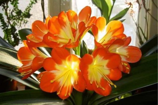 вьющиеся цветущие комнатные растения фото и названия