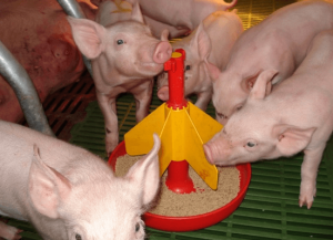 Какие добавки для роста свиней используются в современном животноводстве