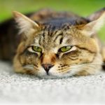 Отравление у кошек: причины и симптомы. Как спасти любимую кошку при отравлении бытовой химией или некачественной едой