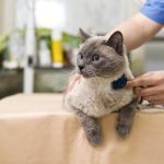 Перитонит у кошек: причины и пути заражения, первые симптомы. Лечение и профилактика перитонита у кошек