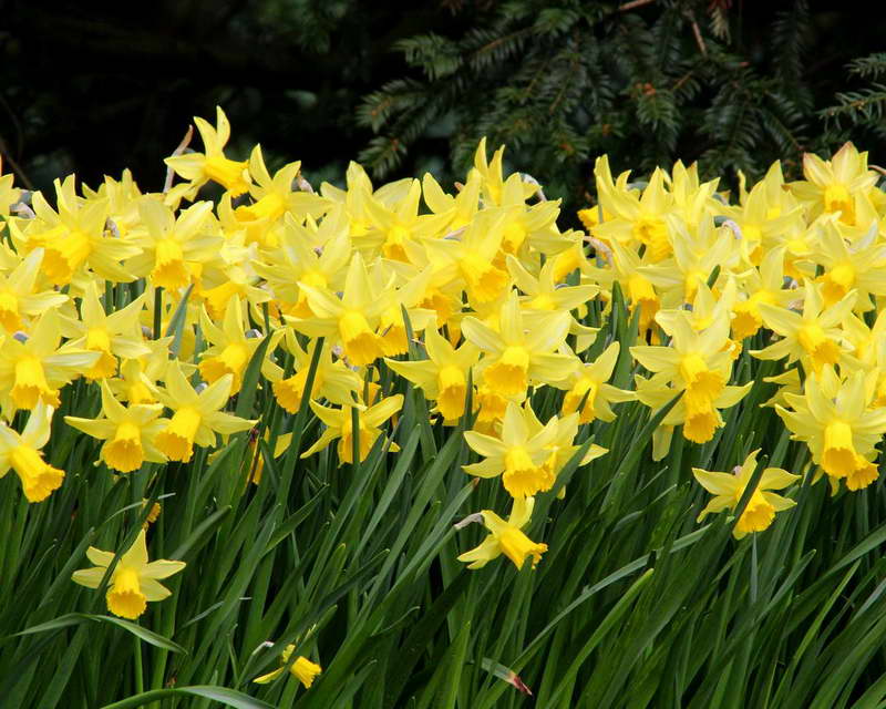 Нарцисс цикламеновидный сорт Narcissus February Gold фото