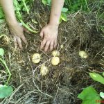 Горчица как сидерат: важные рекомендации по осеннему посеву и дальнейшему использованию. Плюсы и минусы посадки горчицы осенью