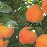 Уход за персиком: посадка, выращивание саженцев. В чем заключается уход за персиком весной?