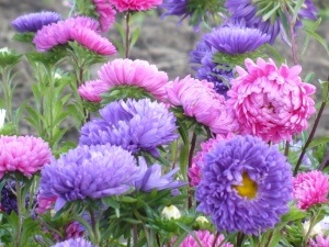 Садовые однолетние цветы: популярные сорта