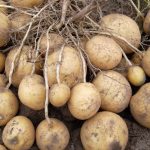 Посадка картофеля клубнями на приусадебном участке. Выбор подходящего способа выращивания картофеля клубнями и уход за ним