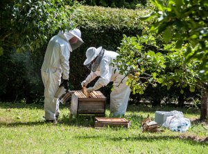 Пчелиный воск: польза и вред, использование