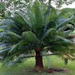 Как ухаживать за пальмой – правила выращивания этих растений. Нюансы пересадки и размножение пальм, уход за ними после пересадки