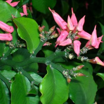Педилантус — инструкции по уходу и разведению. 58 фото растения и его цветения