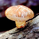 Гриб Чага – полезные свойства и противопоказания. Научные факты про березовый гриб Чага, в чем их польза и есть ли противопоказания