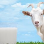 Почему нужно пить козье молоко, полезные свойства продукта. Козье молоко: полезные свойства в народной медицине и косметологии