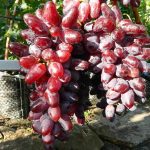 Сорт винограда Талисман — фото, характеристики, особенности посадки и ухода. Как украсить свой участок красивым и сладким Талисманом