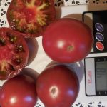 Подборка самых урожайных сортов помидоров для теплиц и открытого грунта. Подробное описание, фото лучших сортов помидоров