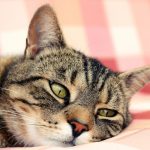 Как избавиться от глистов у кошек в домашних условия. Глисты у кошек: причины, симптомы и методы лечения