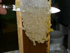 Пчелиный забрус: польза и вред, применение